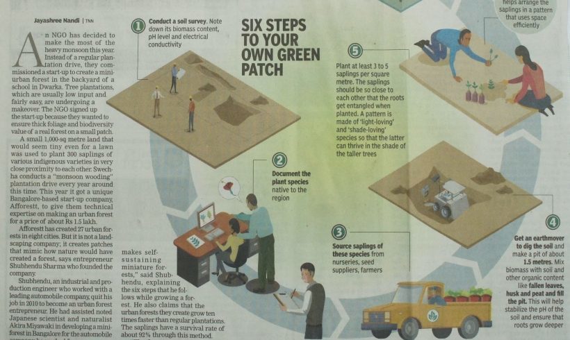 Mini forest in backyard