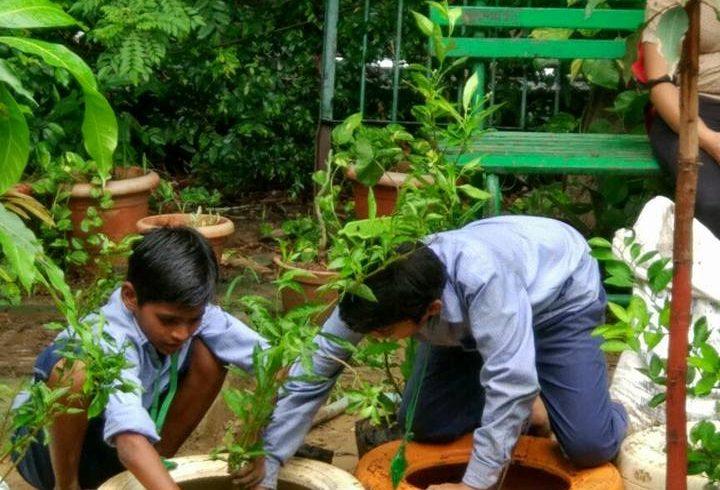 Monsoon Wooding Plantations 2017